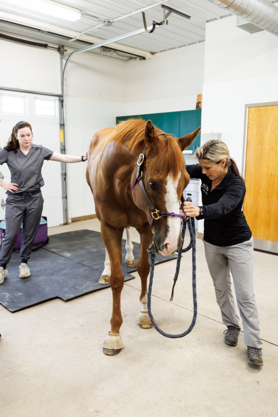 Assessing a horse’s posture and movement in the treatment bay