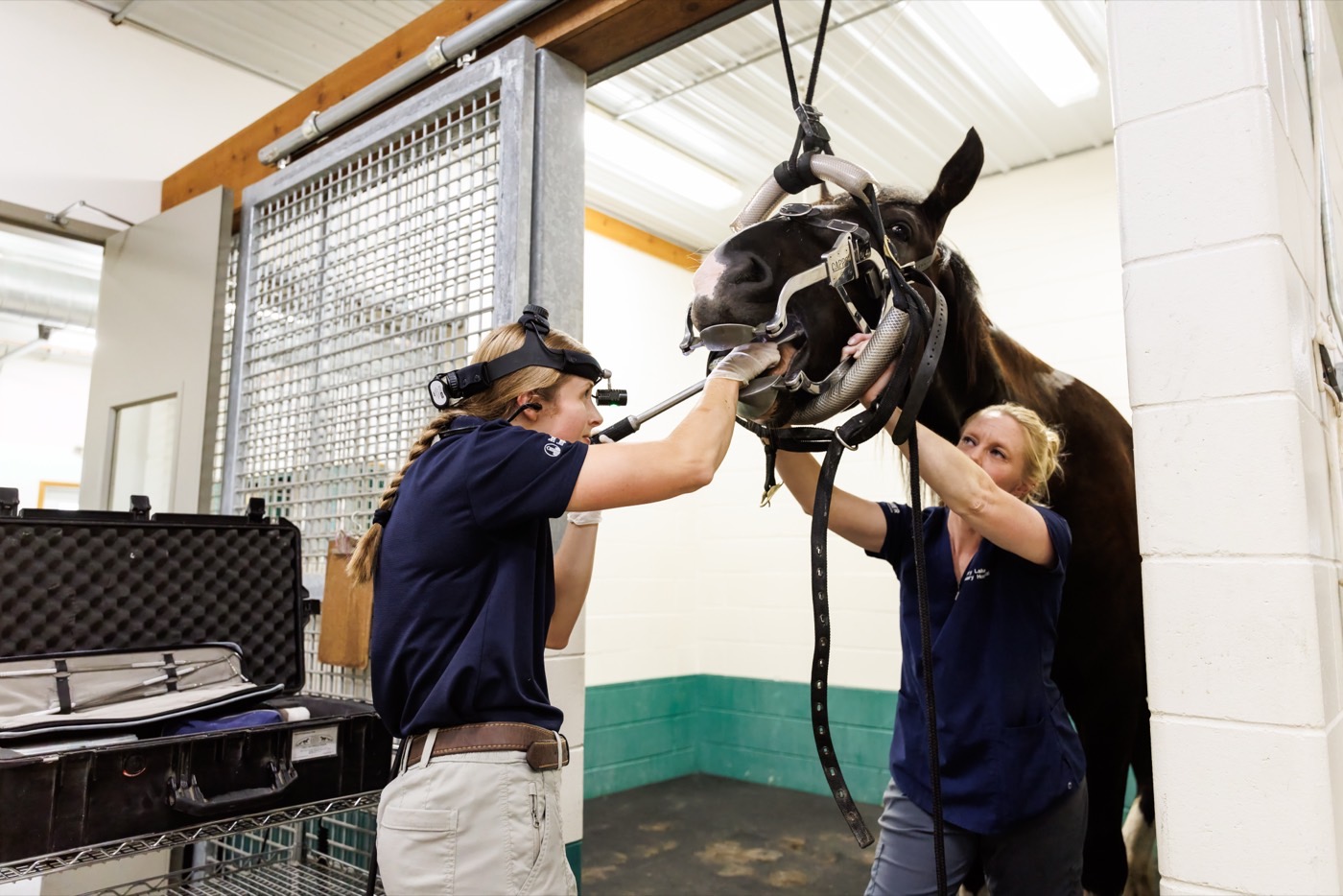 A horse supported in a dental halter in the treatment stall
