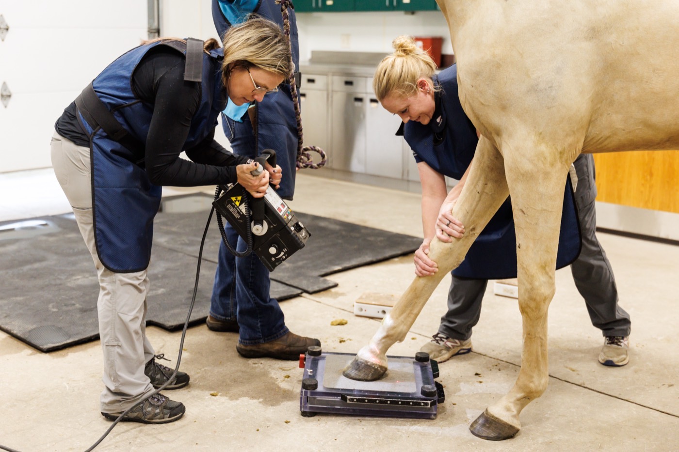 Radiographing a palomino horse&rsquo;s front hoof in lead aprons