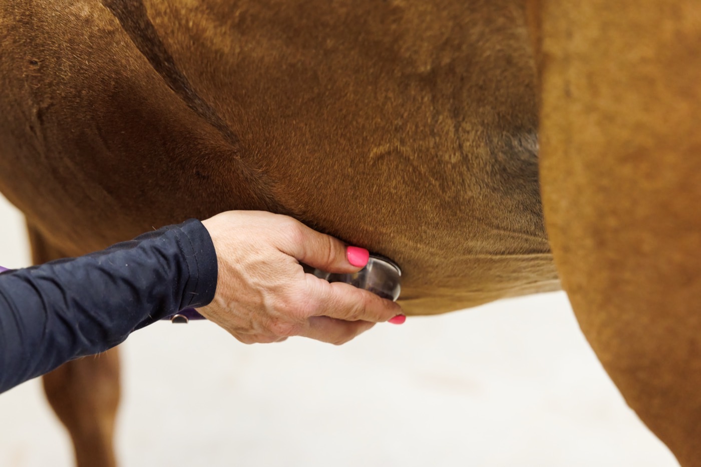 Close-up of a stethoscope pressed against a horse&rsquo;s girth