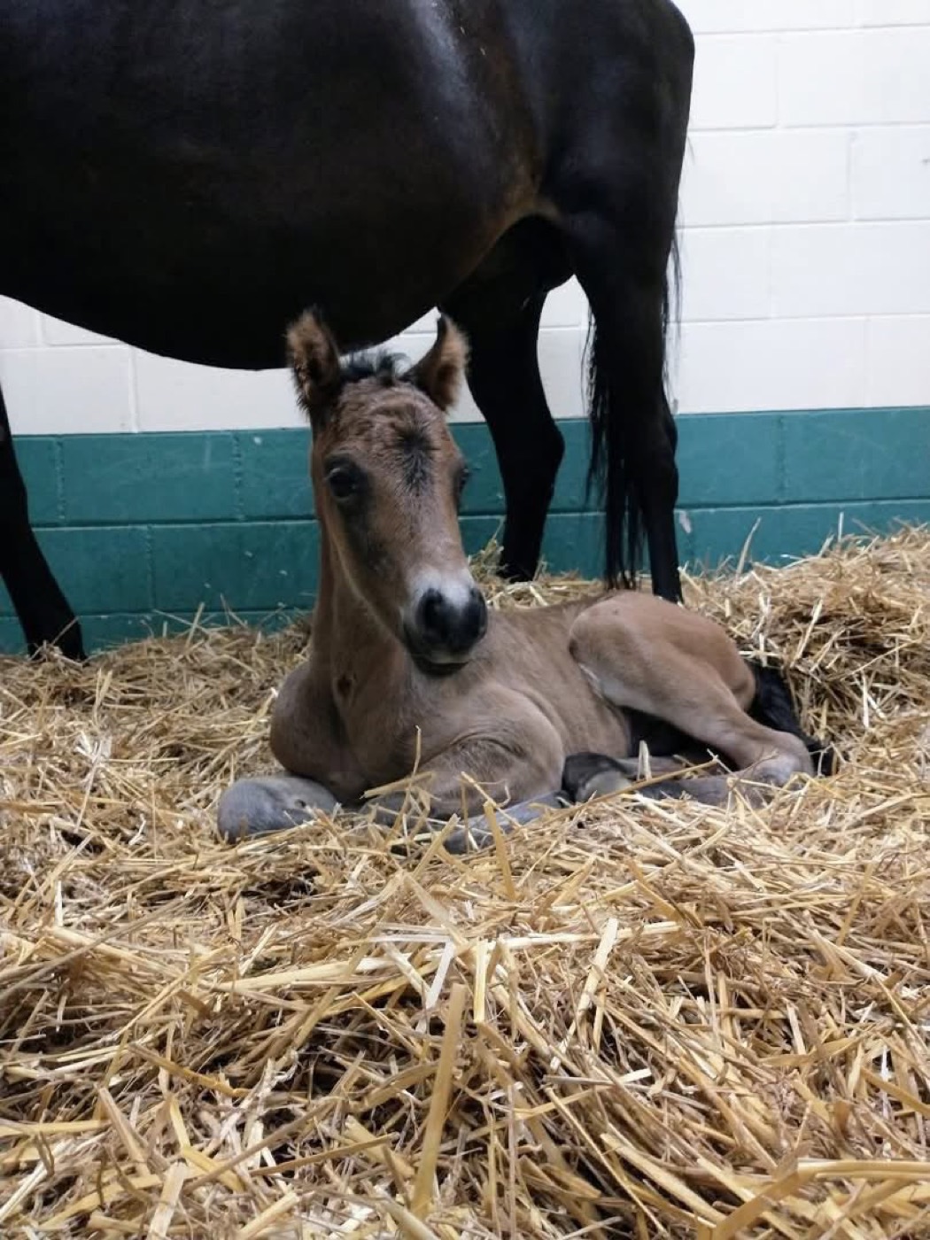 A newborn foal resting in deep straw with its dam standing over it