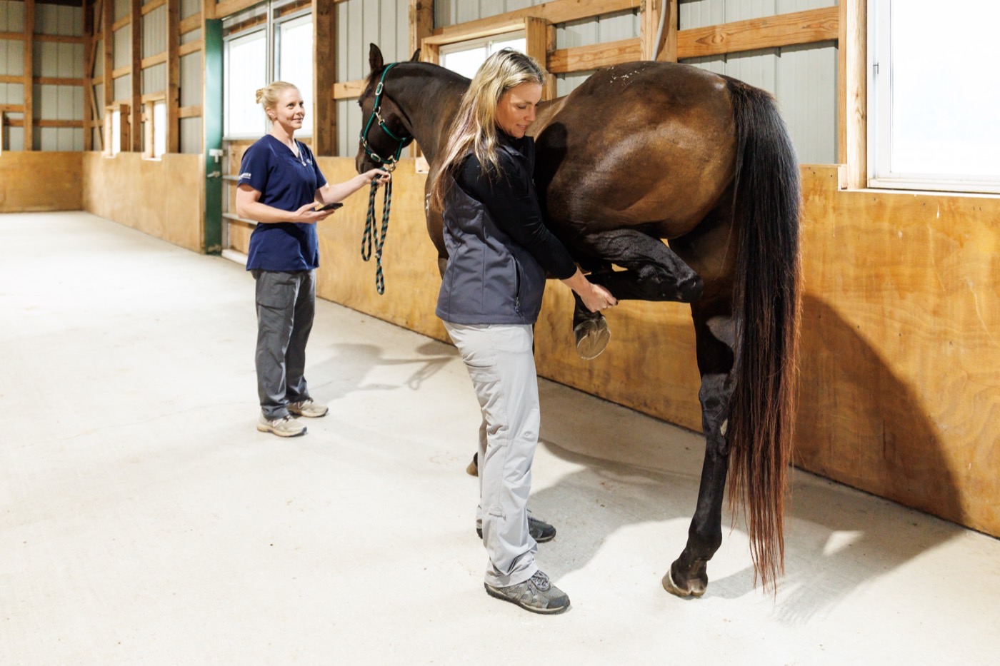 A flexion test being performed on a horse&rsquo;s hind leg