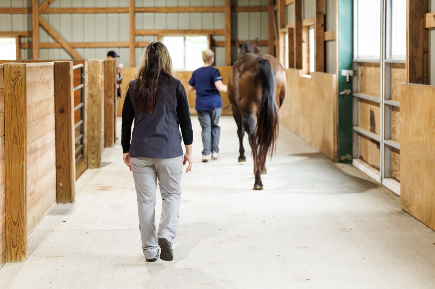 Leading a horse down the barn aisle during a pre-purchase examination
