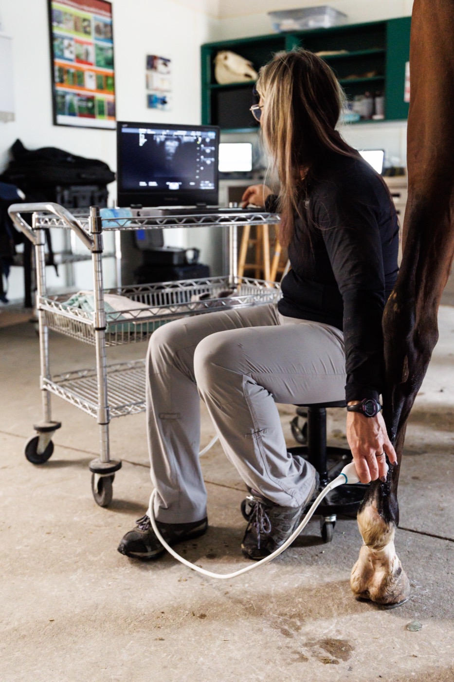 Scanning a horse&rsquo;s lower foreleg while watching the ultrasound screen