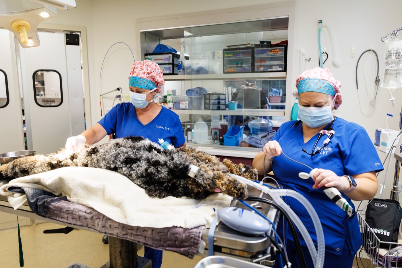 Technicians preparing an anaesthetised dog for surgery